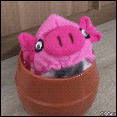 Cute Cat GIF • Crazy cat girl strikes again! Super cute kitty in her basket wearing a pink pig hat [ok-cats.com]