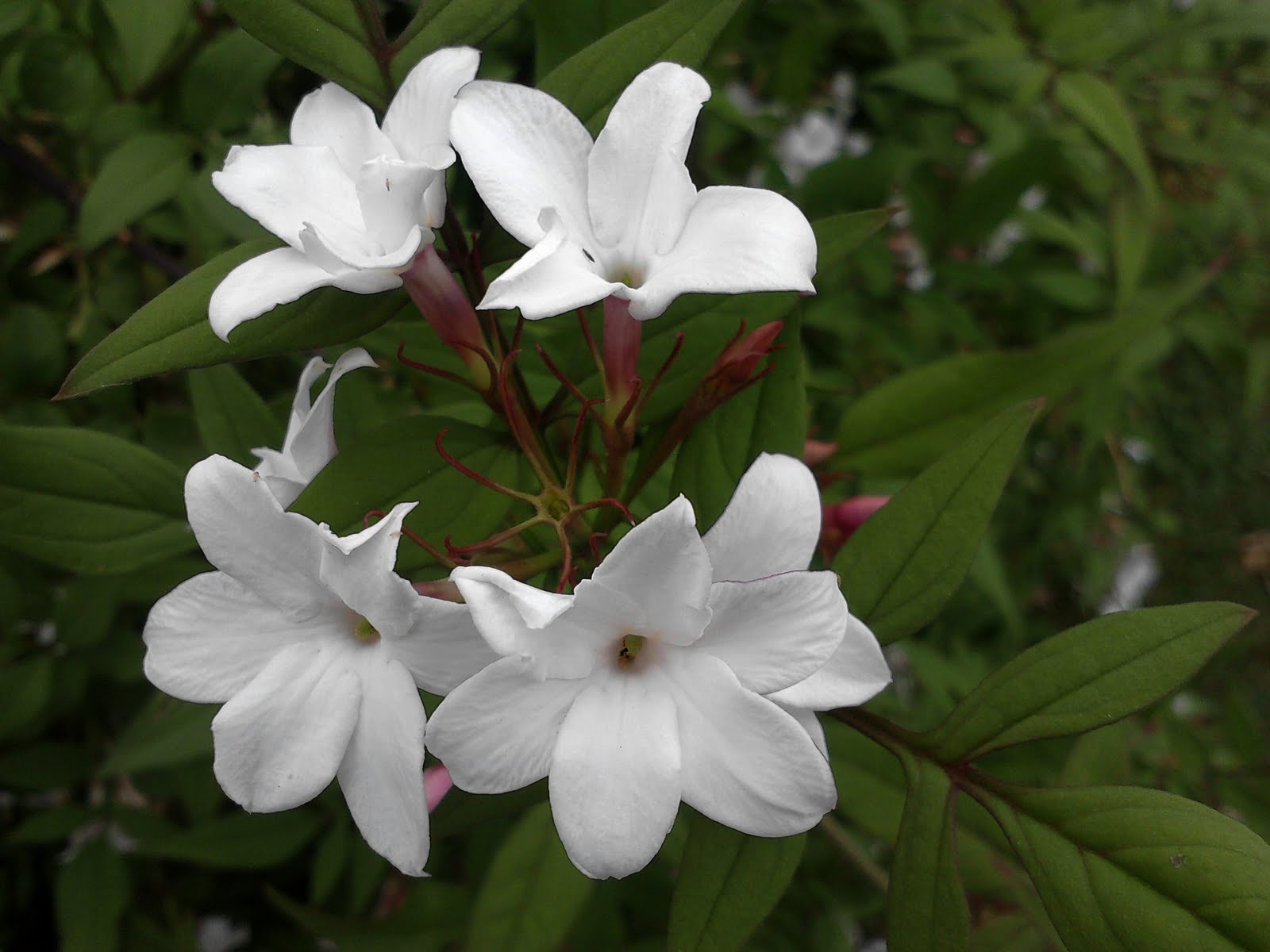 Gambar Bunga Melati  Putih Tercantik