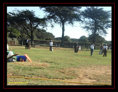 australian shepherd in obedience competition