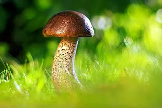 Mushrooms definition