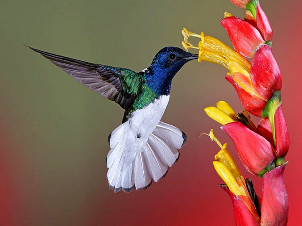 flowers for flower lovers.: Flowers and birds beautiful wallpapers.