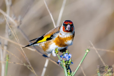 goldfinch-kadrerina