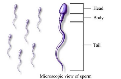 Anatomi Sperma
