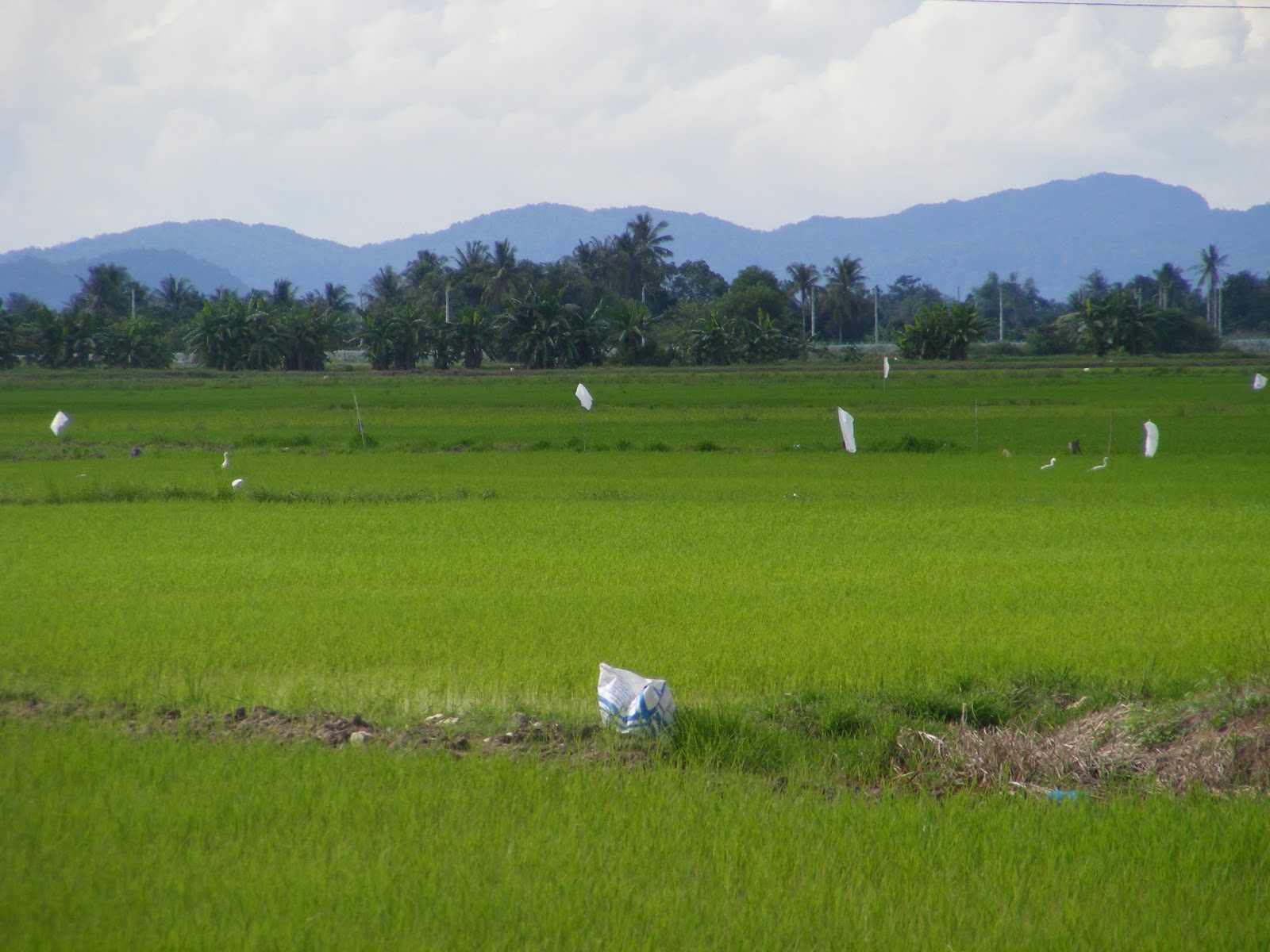 INDAHNYA SAWAH PADI DI DESAKU