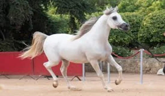 أنواع الخيل العربي الأصيل: تنوع رائع من بين الخيول