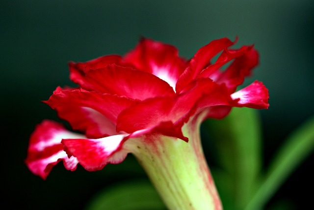 Bunga Adenium