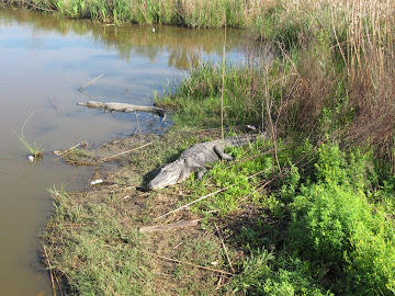 Sabine Wildlife Refuge - 21 mars