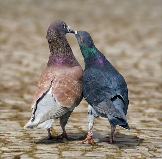 Beautiful Love Pigeons HD Wallpaper Free 