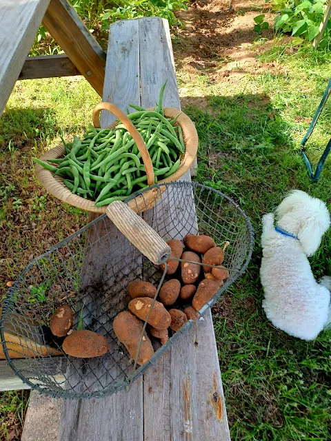 Garden To Table Green Beans & Potatoes at Miz Helen's Country Cottage