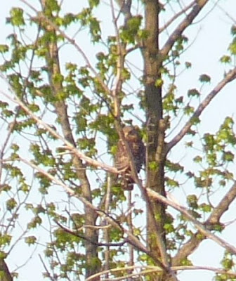 red-shouldered hawk