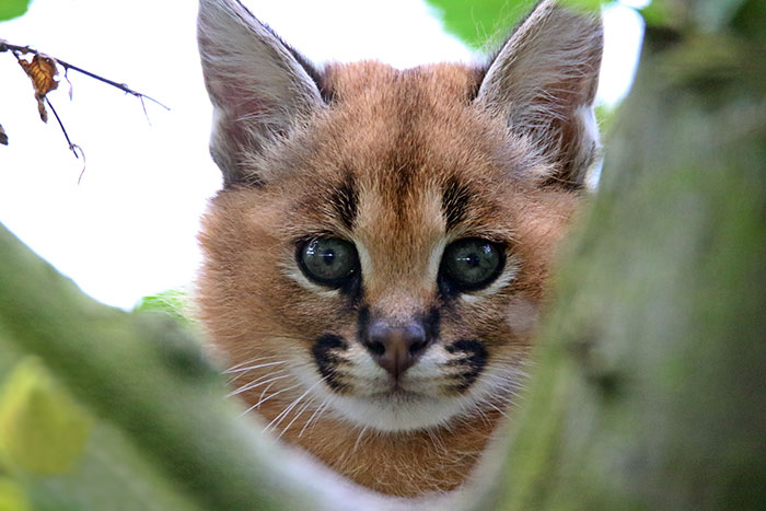 Beautiful Pictures Of Baby Caracals, One Of The Most Gorgeous Cat Species Ever