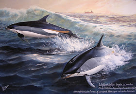 delfin de flancos blancos Lagenorhynchus acutus