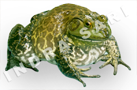 bullfrog