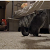 Can Chinchillas Be Taught Tricks?