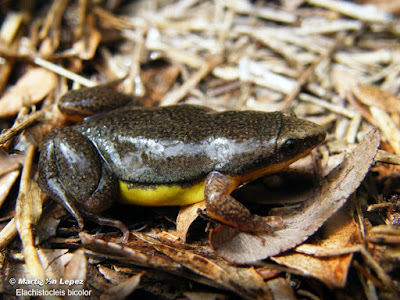 Sapito panza amarilla (Elachistocleis bicolor)