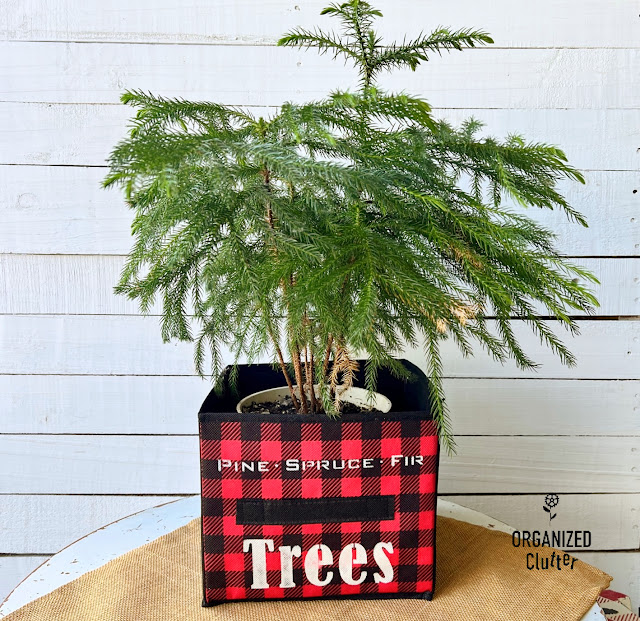 Photo of a stenciled buffalo check collapsible bin from Dollar Tree with a Norfolk Pine Inside.