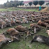 16 pemburu bangga dapat tumbangkan 540 ekor rusa & babi hutan, tayang gambar di Instagram