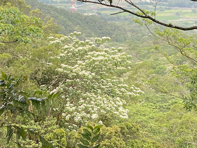 油桐花