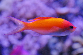 Square-spot fairy basslet (female)