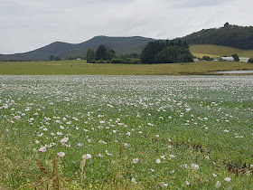 A field of white poppies, Tasmania