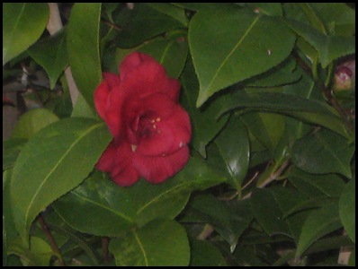 camellia