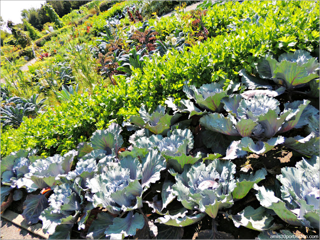 Vegetales del Useful Plants Garden en el Jardín Botánico de Montreal