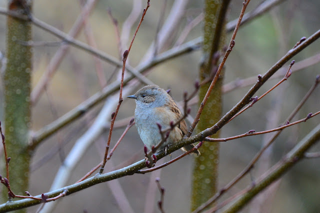 Prunella modularis