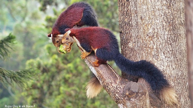 महाराष्ट्र का राज्य पशु "विशालकाय गिलहरी" || State Animal of Maharashtra "Giant Squirrel"