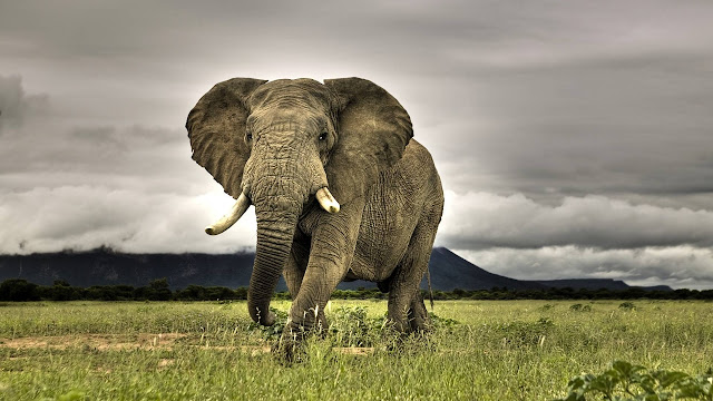 Elephant HD Laptop Wallpaper, Animals HD Wallpaper, Elephant HQ Wallpaper, Elephant in Jungle Desktop Wallpaper, High Quality Desktop Wallpaper, Wild Life HQ Desktop Background, Creative Elephant HD Wallpaper, Download Free Elephant HD Desktop Background, www.purehdwallpapers.in