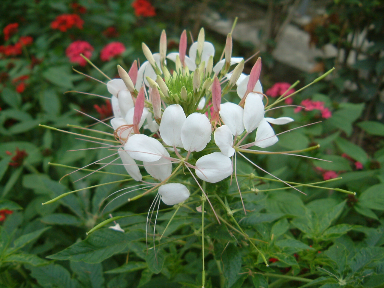 園藝達人栽培術 芭蕾舞星 醉蝶花 園藝部落格 Igarden 花寶愛花園園藝文摘plus
