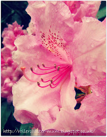 #alphabetphoto, F is for Flower, Rhododendron flower