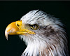 Bird Animal United States Of America Bald Eagle