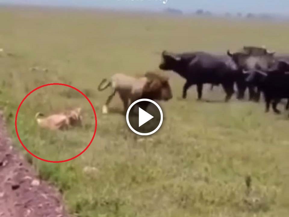 Lion protecting the life of his wife from the group of buffalos