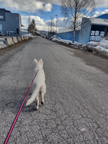 hvit gjeterhund hensmoen