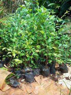 Jual pohon teh-tehan |  tanaman pagar dan pangkas supplier tanaman hias