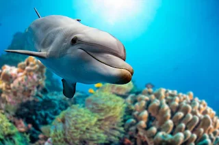 Dolphin Facts in Hindi
