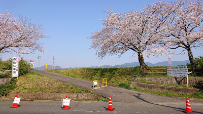 石川さくら堤(富田林市)