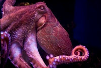 Octopuses