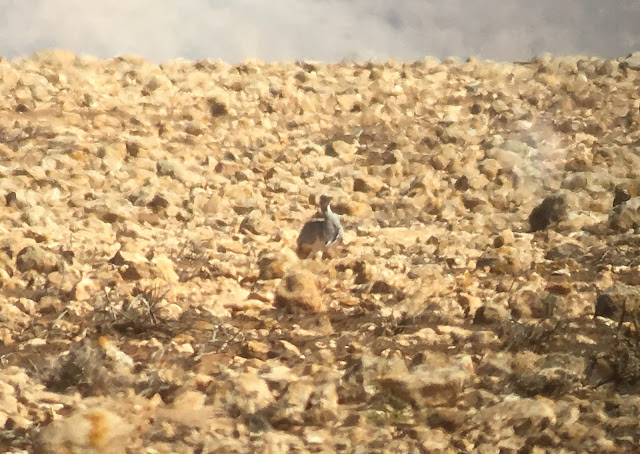 Houbara Bustard - Embalse de los Molinos, Fuerteventura