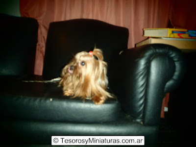 Yorkshire Terrier