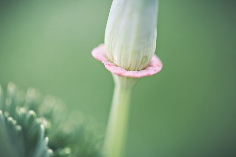 green macro-4