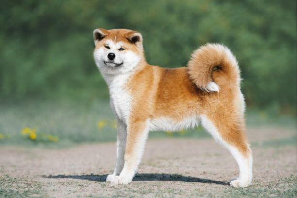 Magnifiques noms pour chien Akita Inu ( Akita japonais )
