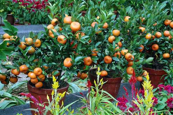 Dwarf Fruit Trees