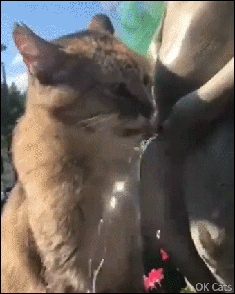 Funny Cat GIF • Thirsty and innocent cat drinks fresh water from Manneken pis statue [ok-cats.com]