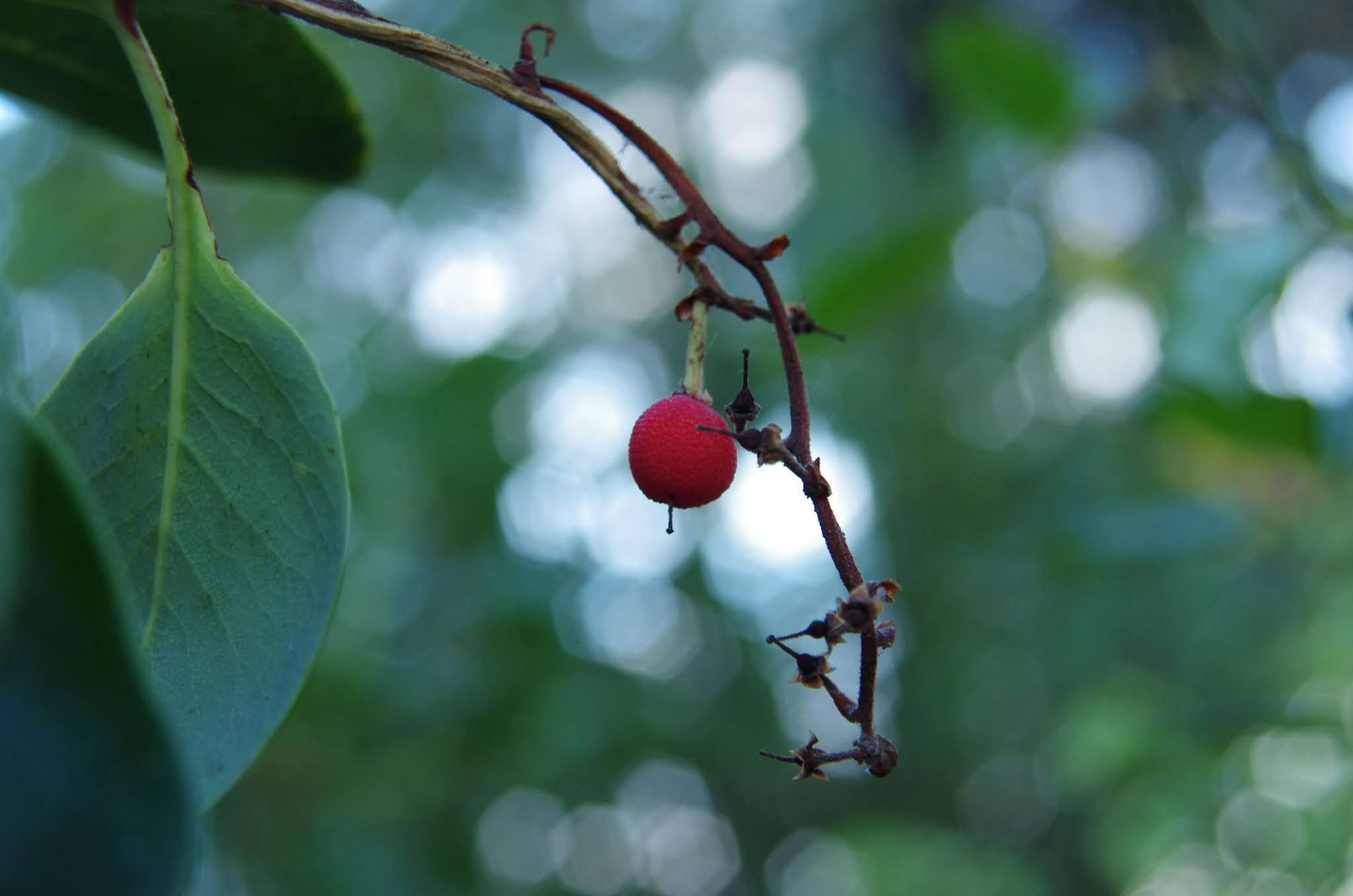 Madrone berry