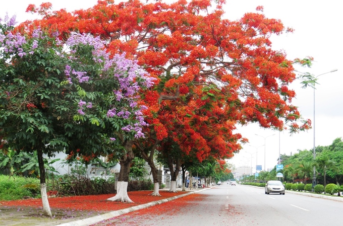 Hoa Phượng Hải Phòng