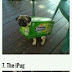 Top 10 Pugs in Funny Costumes
