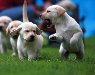 puppy behaviour training