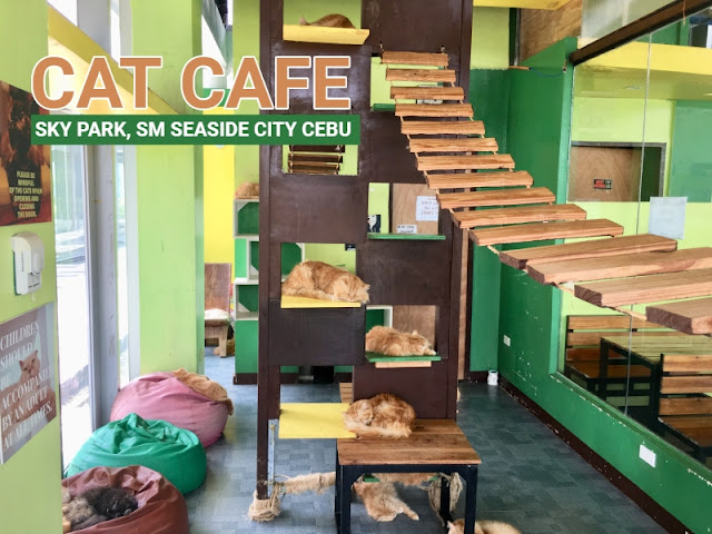 Cat Cafe Sky Park SM Seaside City Cebu