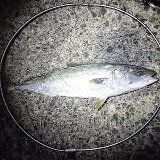 泳がせ釣りで釣ったヤズ